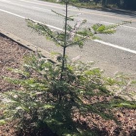 Photo of the plant species Silver Fir by @SkilledGasteria named Dolores on Greg, the plant care app