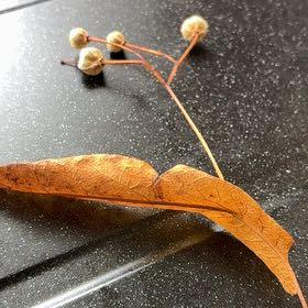 Photo of the plant species Littleleaf Linden by @MeekBittervetch named Maya on Greg, the plant care app