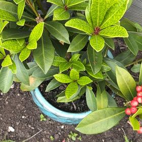 Photo of the plant species Japanese Andromeda by @MeekBittervetch named Rihanna on Greg, the plant care app