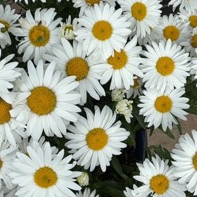 Photo of the plant species Max Chrysanthemum by @MeekBittervetch named Delilah on Greg, the plant care app