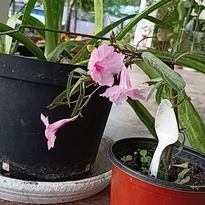 Photo of the plant species Britton's Wild Petunia by @MeekCoralberry named Shakira on Greg, the plant care app