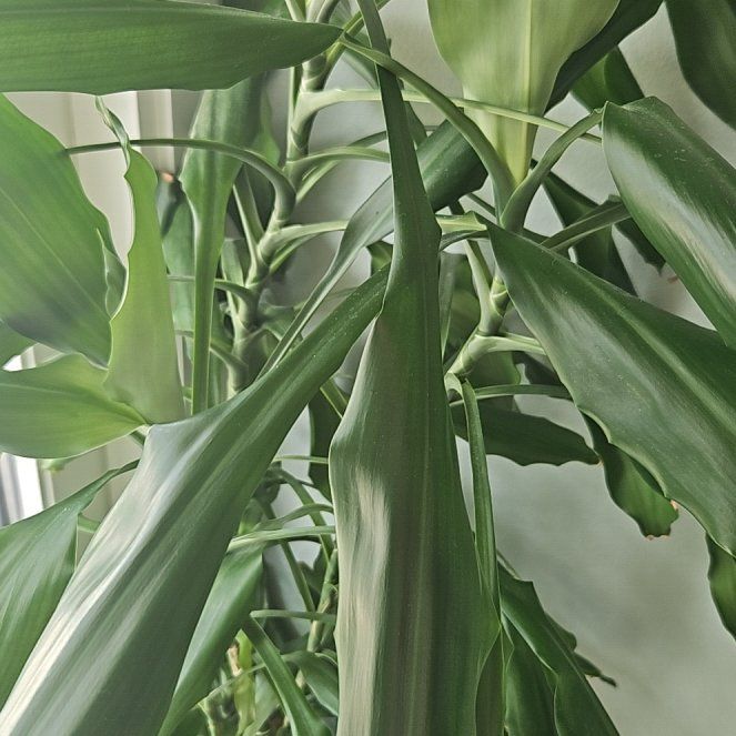 Photo of the plant species Dragon tree by @SultrySeaoats named Kobe on Greg, the plant care app