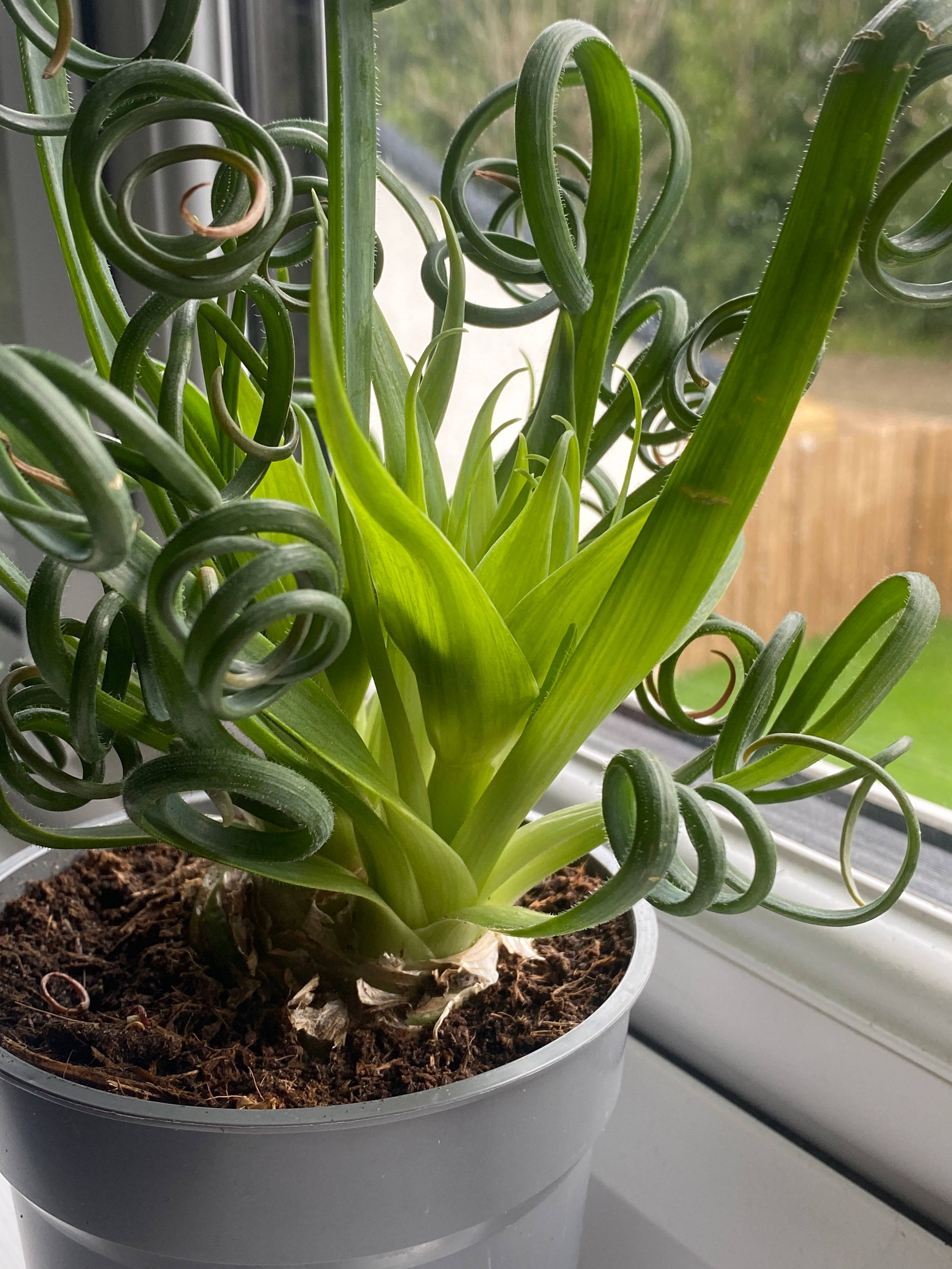 🌞 Albuca Hardiness Zones 8a10b