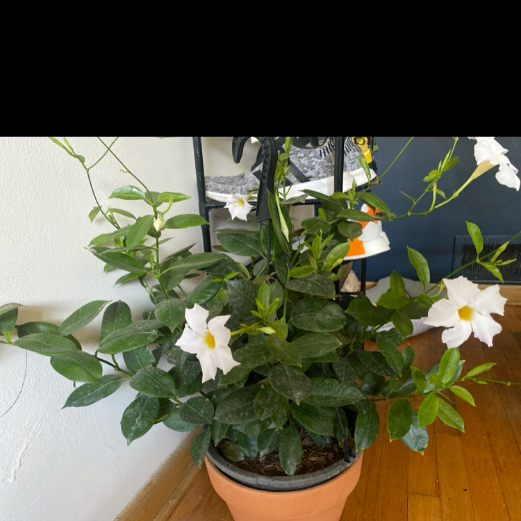 Photo of the plant species Dipladenia by @AgileAristaloe named Navajo on Greg, the plant care app