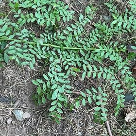 Photo of the plant species Pretty Jacob's-Ladder by @PlantingJules named Fernie Mac on Greg, the plant care app