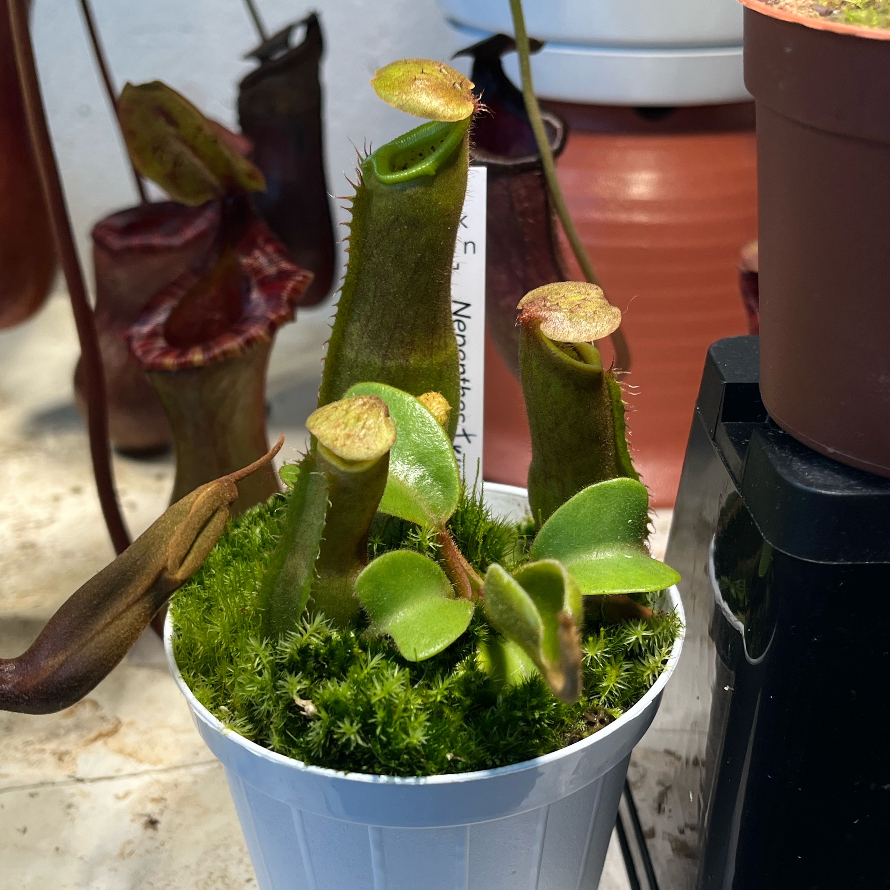 Photo of the plant species Nepenthes Truncata by @FreeZulugiant named Sahara on Greg, the plant care app