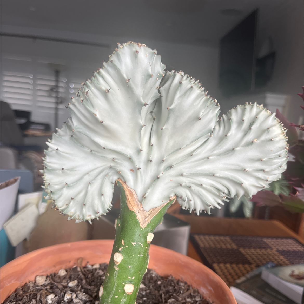 Osmo
