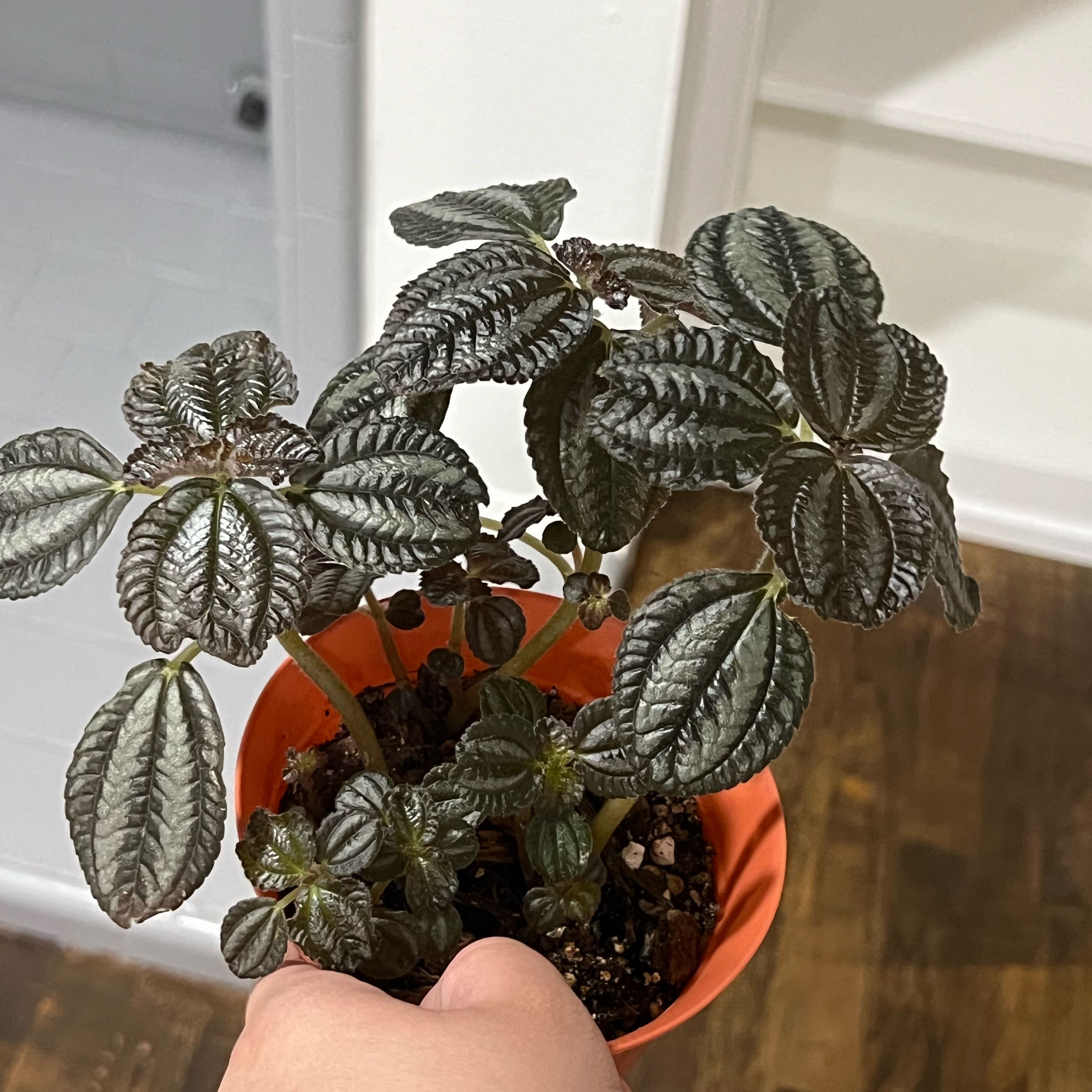 Photo of the plant species sodiro by @DynamicCuttings named Forrest on Greg, the plant care app