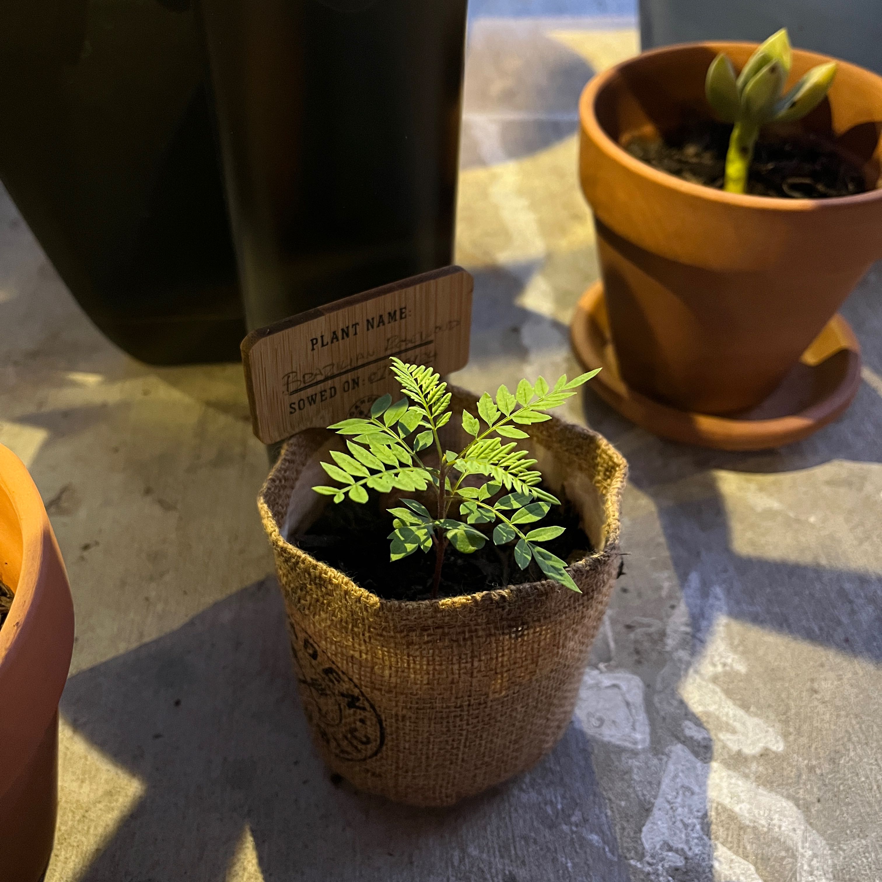 Photo of the plant species Brazilian Rosewood by @MentorTheprince named Mollie on Greg, the plant care app