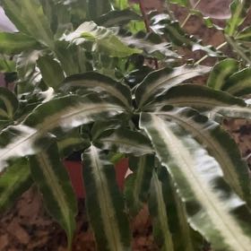 Photo of the plant species Cretan Brake Fern by @GladStarbearer named Bruce Lee on Greg, the plant care app