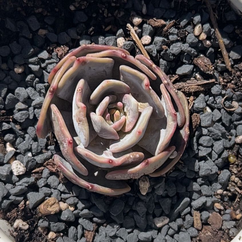 Photo of the plant species Echeveria Moon Dust by @SmoothBogbirch named Scarlett on Greg, the plant care app