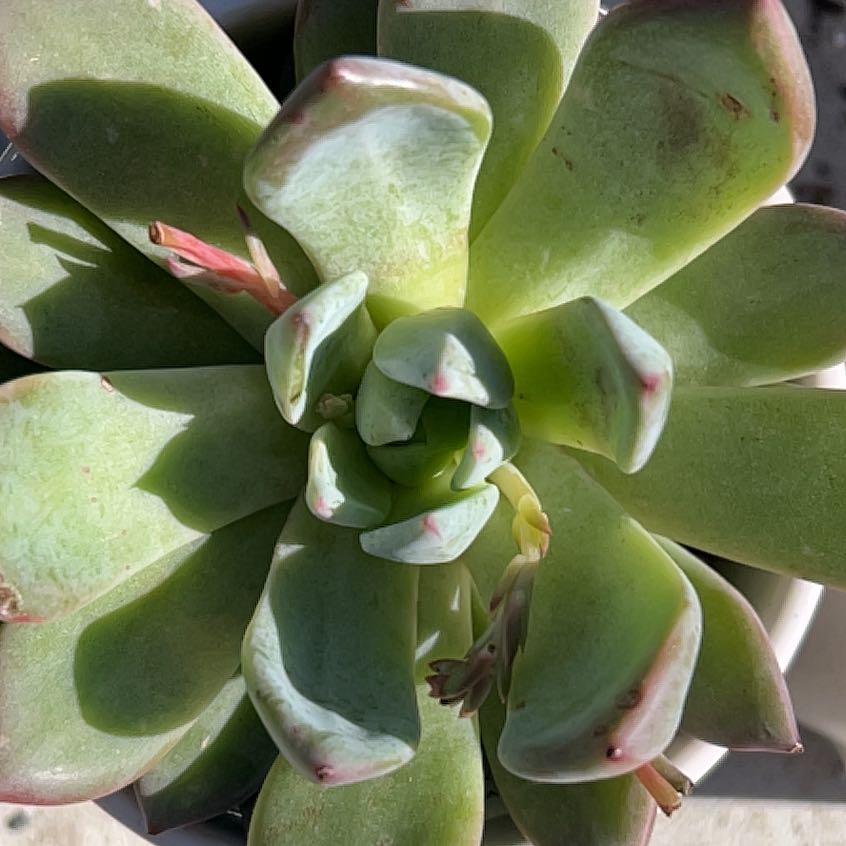 Photo of the plant species Echeveria Menhanca by @SmoothBogbirch named Zeus on Greg, the plant care app