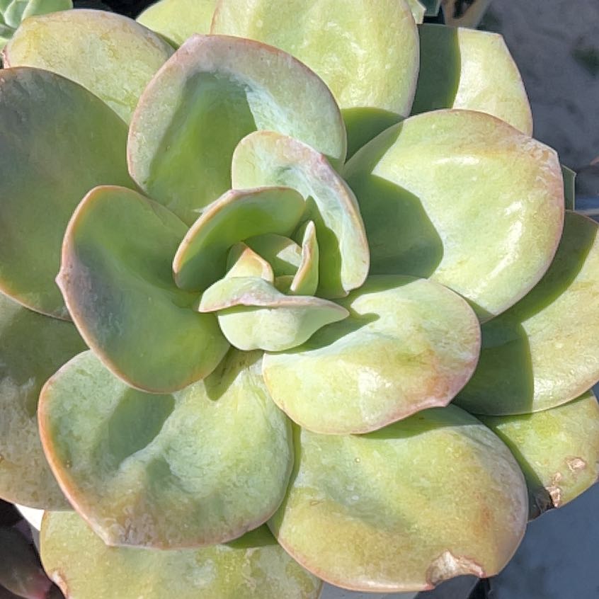 Photo of the plant species Echeveria Exotic by @SmoothBogbirch named Harper on Greg, the plant care app