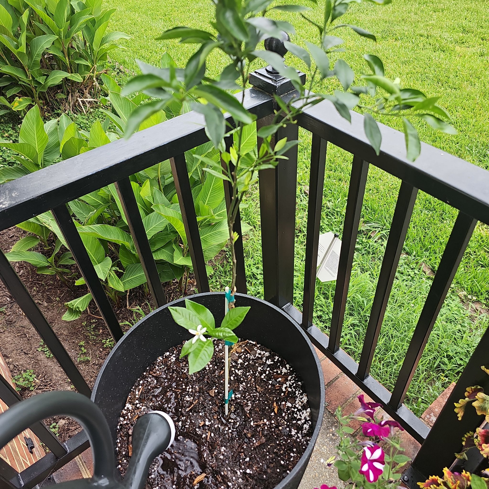 Photo of the plant species Owari Satsuma Mandarin Tree by @GleefulMossfern named Mandi on Greg, the plant care app
