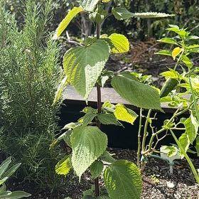 Photo of the plant species Korean Perilla by @NiceFlyingsquid named Prince on Greg, the plant care app