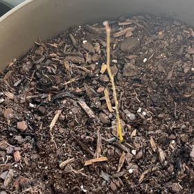 Photo of the plant species Texas Hawthorn by @KeyCrimeanpine named Bodhi on Greg, the plant care app