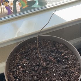Photo of the plant species Eastern Redbud 'Flame' by @KeyCrimeanpine named Leonardo on Greg, the plant care app