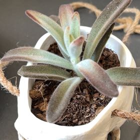 Photo of the plant species Kalanchoe 'Kimberly' by @MotherHogpeanut named Remington on Greg, the plant care app