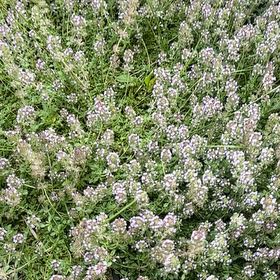 Photo of the plant species Woolly Thyme by @ArtisteCarrot named Marley on Greg, the plant care app
