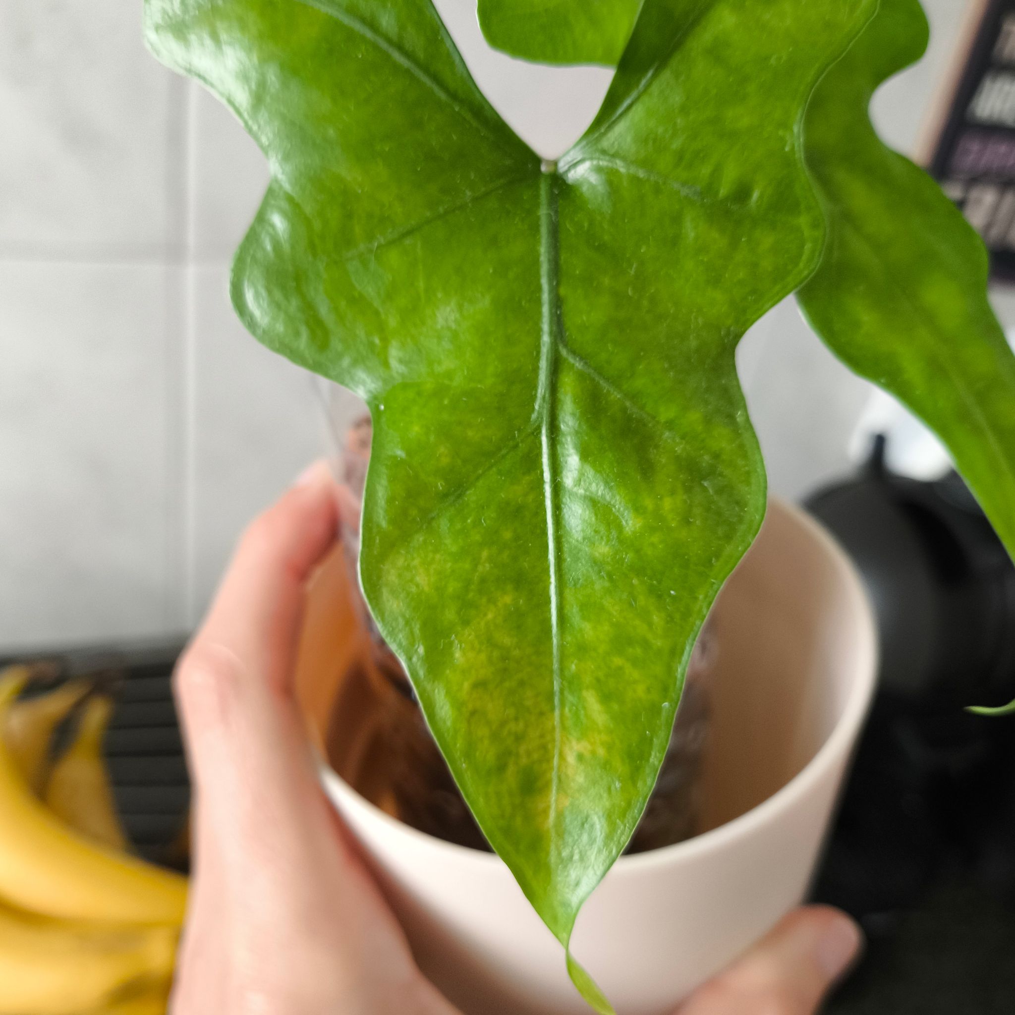 Photo of the plant species Bat Alocasia by @LuPalmeirinha named Alocasia batwing on Greg, the plant care app