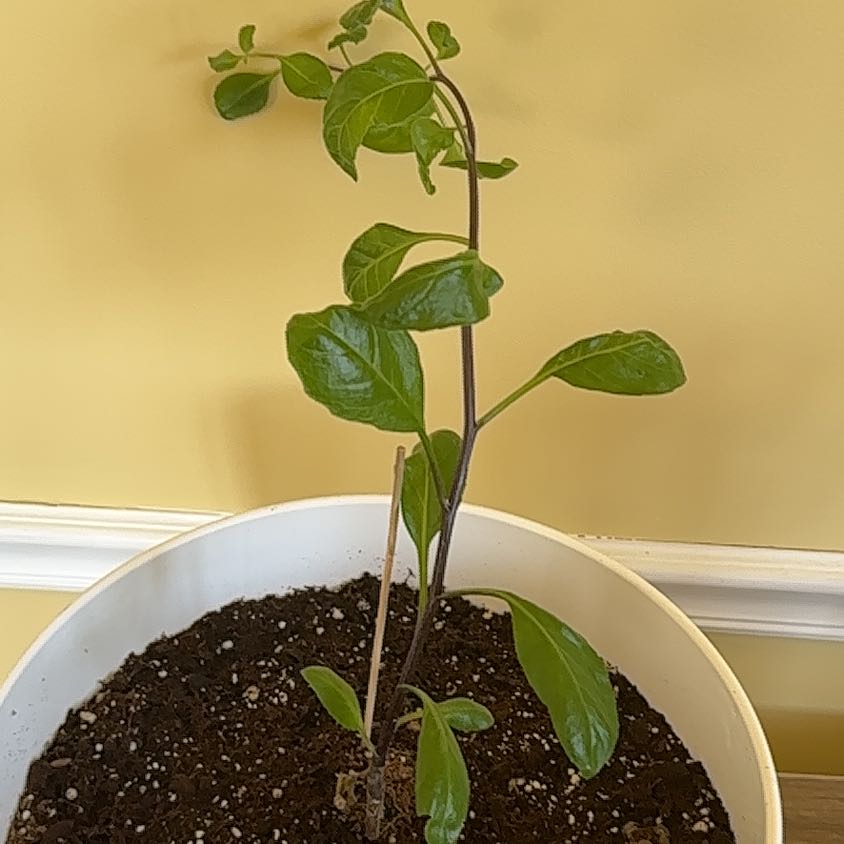 Photo of the plant species Longevity Spinach by @RestfulPothos named Athena on Greg, the plant care app