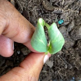 Photo of the plant species Cucumber Straight Eight by @QueenDamaskrose named Luna on Greg, the plant care app