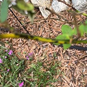 Photo of the plant species Redcardinal by @SultryBromeliad named Denali on Greg, the plant care app