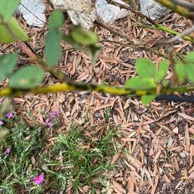 Photo of the plant species Redcardinal by @SultryBromeliad named Sanders on Greg, the plant care app