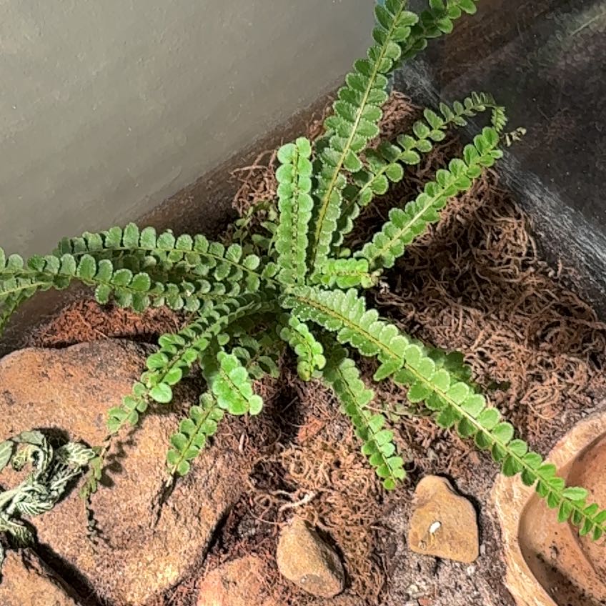 Photo of the plant species Ceterach Officinarum by @MovingLancewood named Dax on Greg, the plant care app