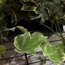 Photo of the plant species Gold Child Ivy by @FamedSoybean named Beckham on Greg, the plant care app