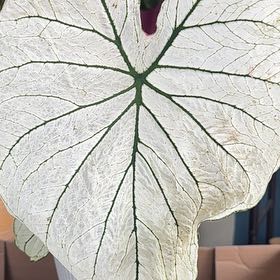 Photo of the plant species angel wings by @SportJerseytea named Mochi on Greg, the plant care app