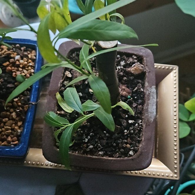 Photo of the plant species Weeping Willow Bonsai Tree by @HeadIsepepper named Spike Leaves on Greg, the plant care app