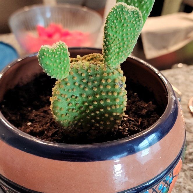 Photo of the plant species Golden Swirl by @DashingTexasash named Rango on Greg, the plant care app