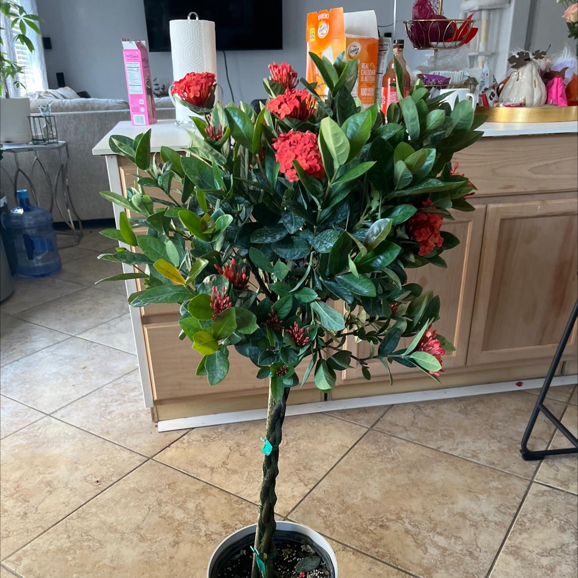 Photo of the plant species Flame of the Woods by @SageMotherfern named Lolita on Greg, the plant care app