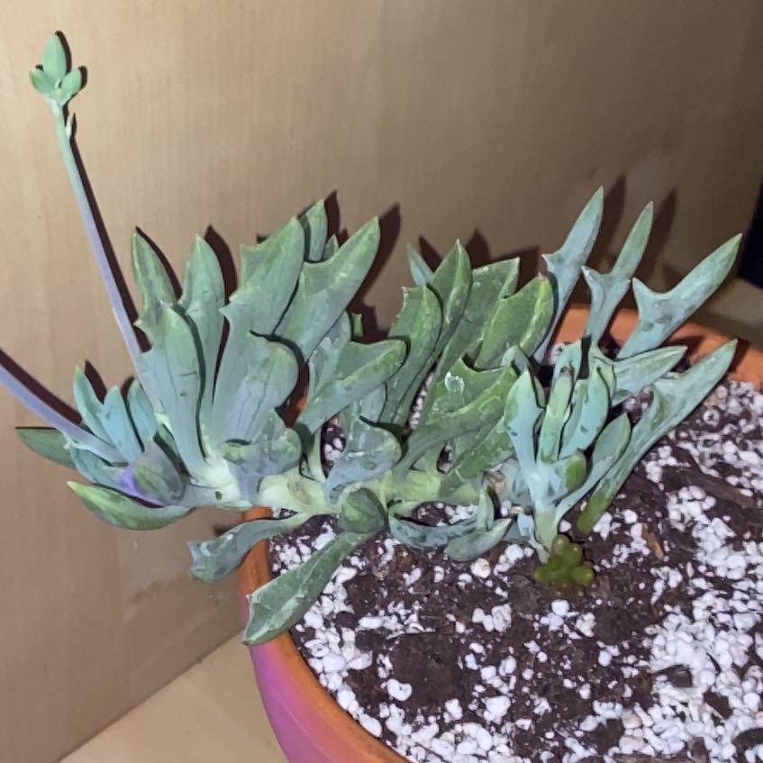Photo of the plant species Spear Head Senecio by @Natashabuhr named Spear Head Senecio on Greg, the plant care app