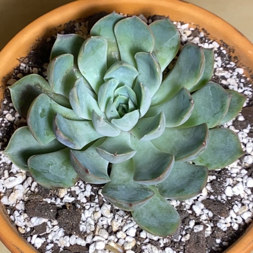 Photo of the plant species Echeveria Pegasus by @Natashabuhr named Echeveria Pegasus on Greg, the plant care app