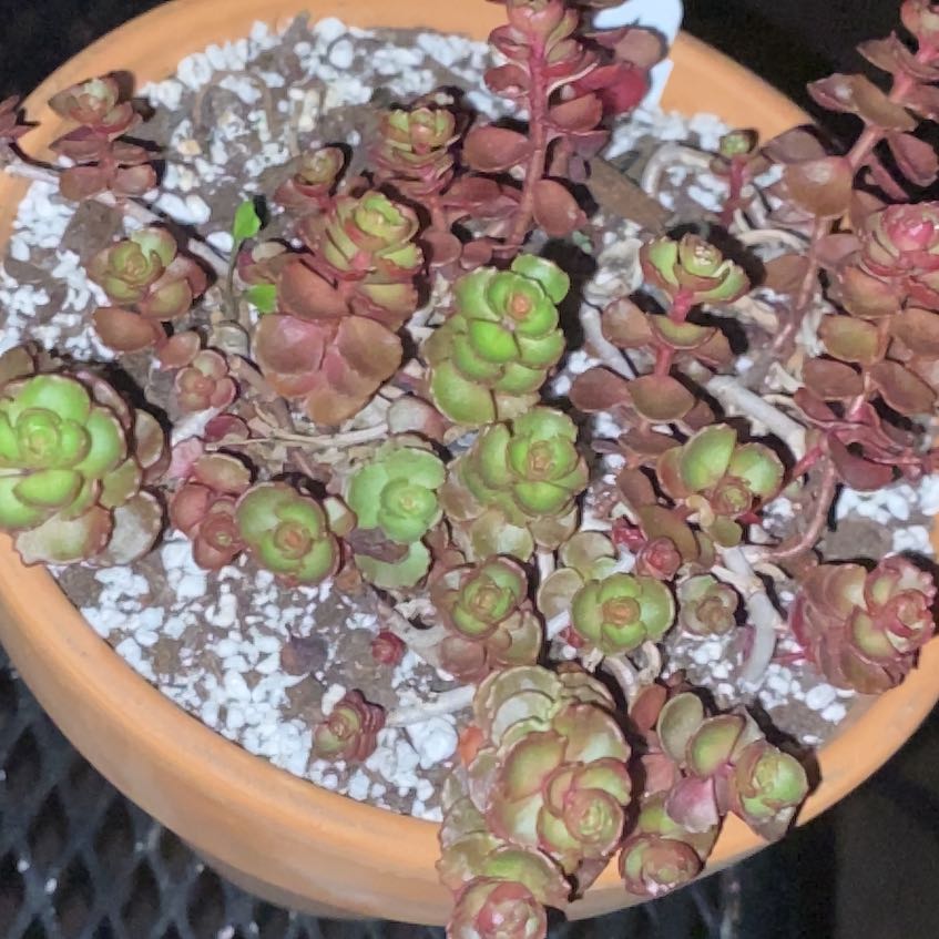 Dragons Blood Sedum