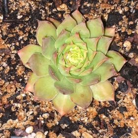 Photo of the plant species Hen And Chick Gold Nugget by @Natashabuhr named Gold Nugget Sempervivum on Greg, the plant care app