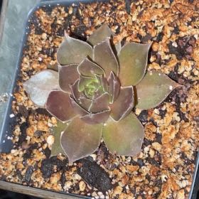 Photo of the plant species Cherry Jubilee by @Natashabuhr named Cherry Jubilee Sempervivum on Greg, the plant care app