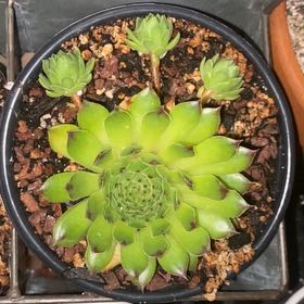 Photo of the plant species Appletini Hens and Chicks by @Natashabuhr named Appletini Sempervivum on Greg, the plant care app