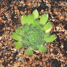 Photo of the plant species Appletini Hens and Chicks by @Natashabuhr named Appletini Sempervivum on Greg, the plant care app