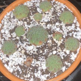 Photo of the plant species Hens and Chicks by @Natashabuhr named Sugar Shimmer Sempervivum on Greg, the plant care app