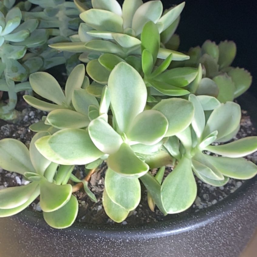 Photo of the plant species Money Maker by @Natashabuhr named Money Maker Crassula on Greg, the plant care app