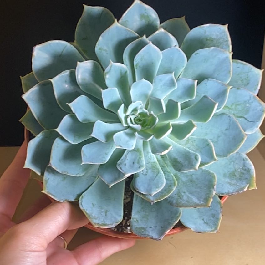 Photo of the plant species Blue Caribbean Echeveria by @Natashabuhr named Echeveria Blue Caribbean on Greg, the plant care app