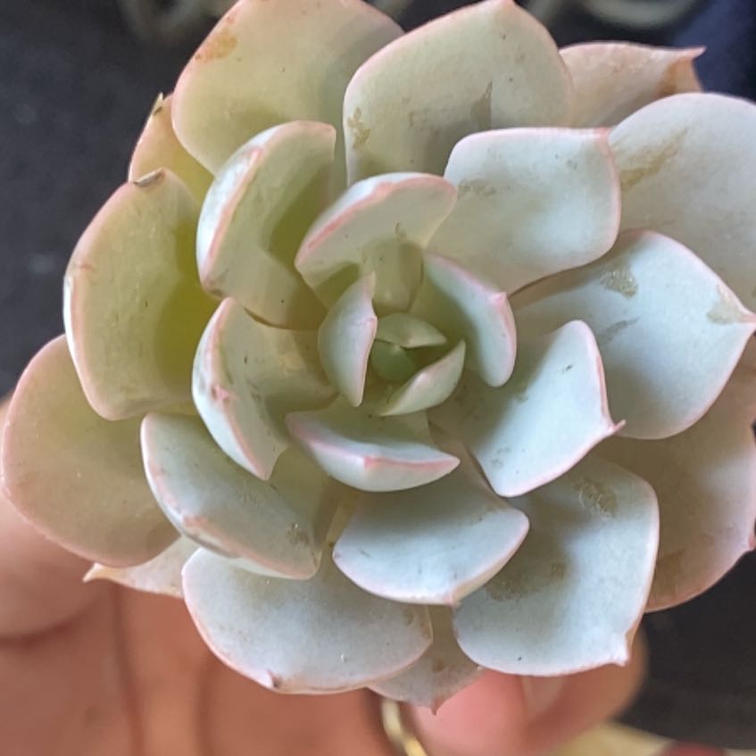 Photo of the plant species Echeveria Bradburyana by @Natashabuhr named Echeveria Bradburyana on Greg, the plant care app