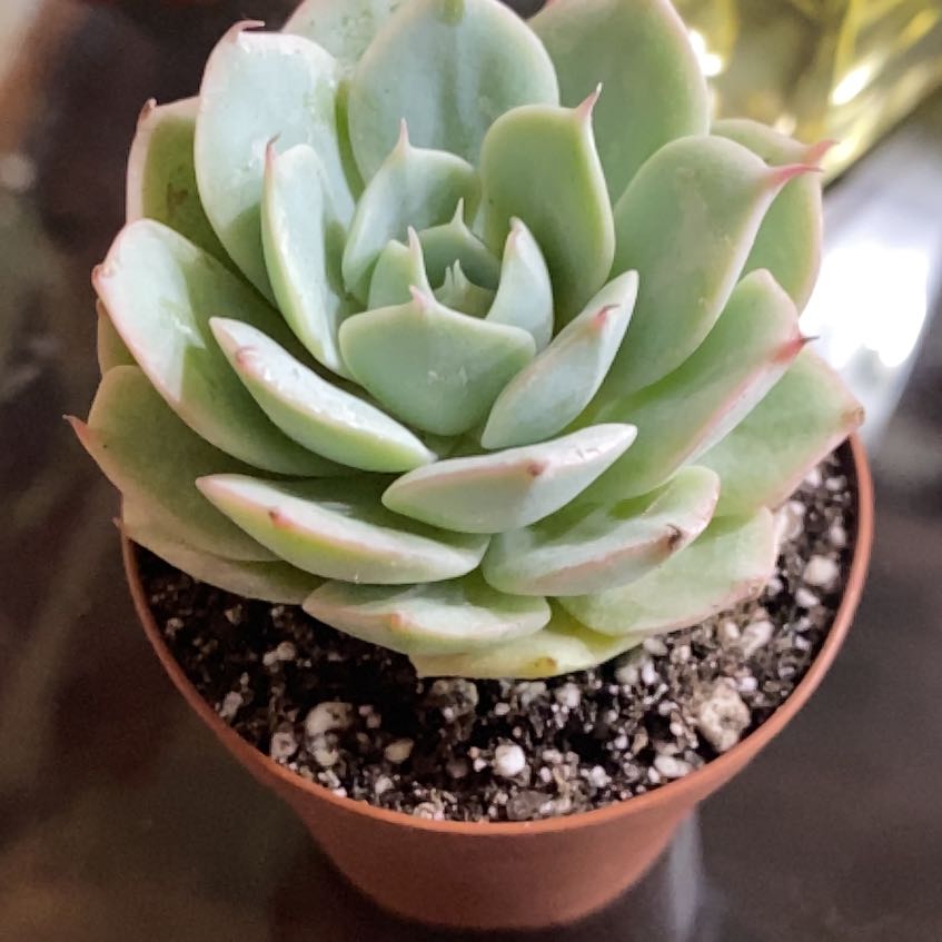 Photo of the plant species Echeveria Abalone by @Natashabuhr named Echeveria Abalone on Greg, the plant care app