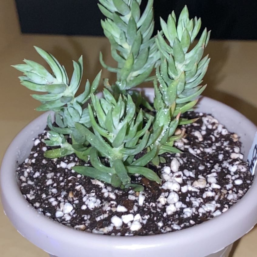 Photo of the plant species Sedum reflexum 'Blue Spruce' by @Natashabuhr named Blue Spruce Sedum on Greg, the plant care app