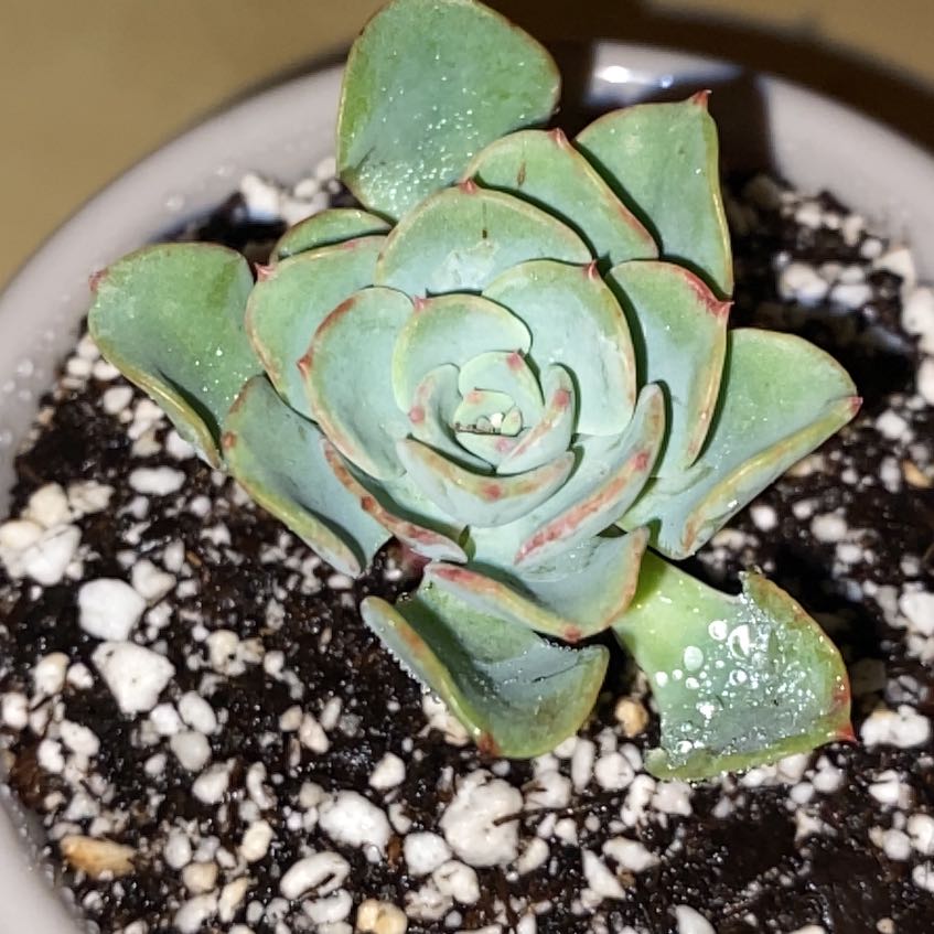 Photo of the plant species Peaches and Cream by @Natashabuhr named Echiveria Atlantis on Greg, the plant care app