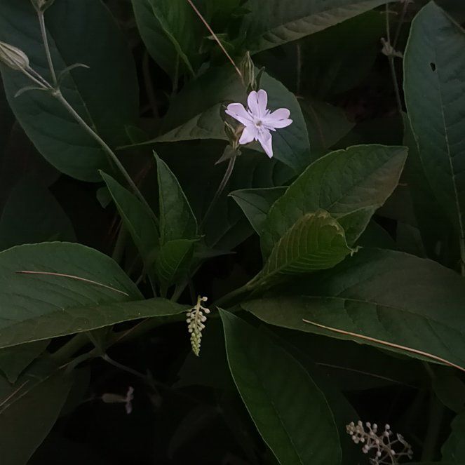 Photo of the plant species Philippine Violet by @EagerRanunculus named ChloroPhil on Greg, the plant care app