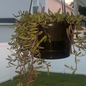Photo of the plant species ruby necklace by @CourtlyTejocote named Emerson on Greg, the plant care app